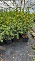 Taxus baccata venijnboom in potgekweekt, Ophalen of Verzenden, Taxus