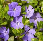 Vinca Minor Maagdenpalm in pot, Tuin en Terras, Ophalen, Bodembedekkers, Halfschaduw