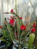 Cactus Epiphyllum (in bloei) 40 euro per stuk., Ophalen, Cactus, Minder dan 100 cm