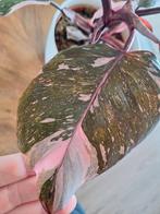 2x Philodendron Pink Princess, Overige soorten, In pot, Minder dan 100 cm, Groene kamerplant