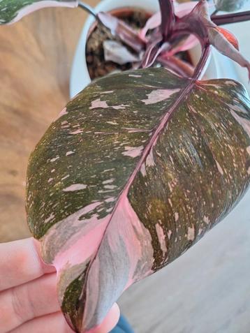 2x Philodendron Pink Princess beschikbaar voor biedingen