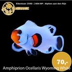 Nemo Wyoming White, Dieren en Toebehoren, Vissen | Aquariumvissen, Vis, Zoutwatervis, Schoolvis