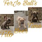 Franse bulldog pups met stamboom ect. mogen verhuizen 🐶🥰, Dieren en Toebehoren, Honden | Bulldogs, Pinschers en Molossers, Nederland