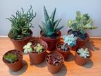 8 vetplantjes set 5- 15cm, Ophalen, Vetplant, Halfschaduw, In pot