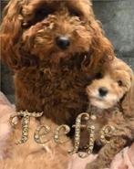 Prachtige pups toy poedel ️ toypoedel puppies, Poedel, Parvo, 8 tot 15 weken, Meerdere