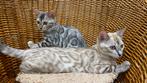 Bengaal Silver/Snow kittens beschikbaar €850; met stamboom, Meerdere dieren, Met stamboom