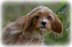Cavapoo pups, Poedel, België, Rabiës (hondsdolheid), 8 tot 15 weken