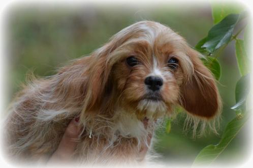 Cavapoo pups, Dieren en Toebehoren, Honden | Chihuahua's en Gezelschapshonden, Meerdere dieren, Poedel, Fokker | Professioneel