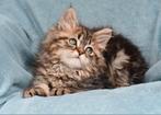 Kleine speelse fluffy Siberische kater, Dieren en Toebehoren, Katten en Kittens | Raskatten | Langhaar, Kater, Ontwormd