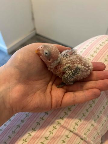 Agapornis personata beschikbaar voor biedingen