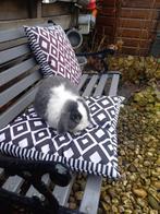 Ras zuiver minilop voedster, Dieren en Toebehoren, Konijnen, Vrouwelijk, Dwerg