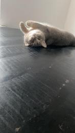 Dekkater Britse Korthaar gezocht, Dieren en Toebehoren, Katten en Kittens | Raskatten | Korthaar, Poes