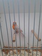 Mexicaanse roodmusssen, Meerdere dieren