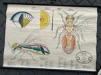 Insect (vlieg), Ophalen of Verzenden, Natuur en Biologie