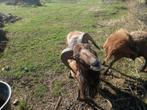 schapen  Dekbok, Dieren en Toebehoren, Schapen, Geiten en Varkens, Mannelijk, Schaap, 0 tot 2 jaar