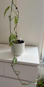 Monstera adansonii ‘Mint’, Groene kamerplant, Ophalen, Overige soorten, Minder dan 100 cm