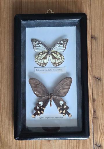 2 opgezette vlinders in lijst, taxidermie beschikbaar voor biedingen
