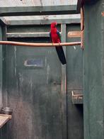 Tek: Buru Koningsparkiet kweekman 2021, Dieren en Toebehoren, Vogels | Parkieten en Papegaaien