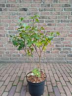 Syringa, Volle zon, Vaste plant, Lente, Ophalen