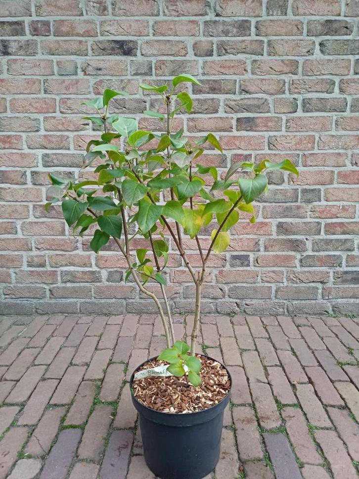 Syringa, Tuin en Terras, Planten | Tuinplanten, Vaste plant, Overige soorten, Volle zon, Lente, Ophalen