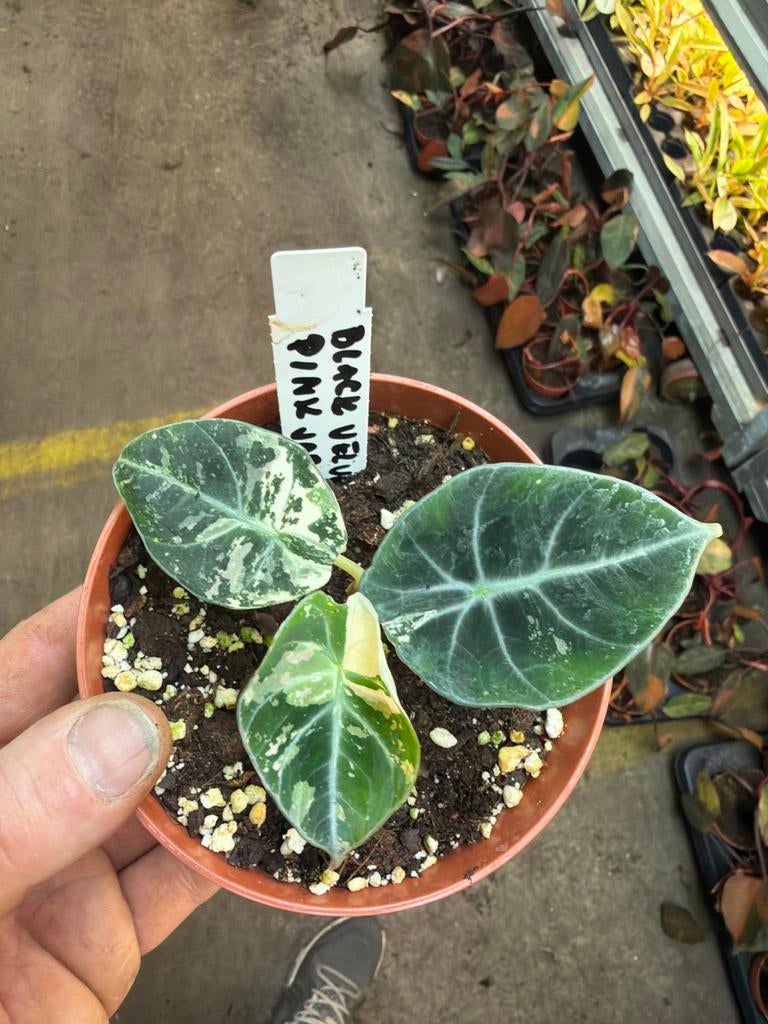 Alocasia Black Velvet Pink Mini - Pot 12cm, Huis en Inrichting, Kamerplanten, Overige soorten, In pot, Minder dan 100 cm, Groene kamerplant