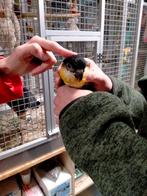 Jonge Zwartkop caique baby's net zelfstandig super lief, Dieren en Toebehoren, Vogels | Parkieten en Papegaaien, Meerdere dieren