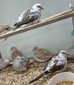 Bonte diamantduifjes koppel, Dieren en Toebehoren, Vogels | Overige Vogels, Meerdere dieren