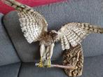 Opgezette sperwer, Verzamelen, Dierenverzamelingen, Ophalen, Zo goed als nieuw, Vogel, Opgezet dier