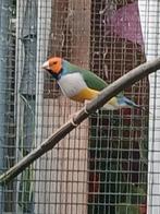 Gouldamadine koppel 2024, Dieren en Toebehoren, Vogels | Overige Vogels, Meerdere dieren, Tropenvogel, Geringd