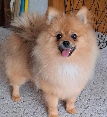 Pomeranian Spitz pups  beschikbaar voor biedingen