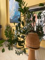 Zamiifolia met rieten pot 110 hoog, Huis en Inrichting, Kamerplanten, Groene kamerplant, Ophalen, Vetplant, 100 tot 150 cm