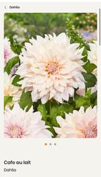 Dahlia knollen café au lait, Ophalen of Verzenden, Voorjaar, Volle zon, Knol