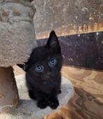 Bijzonder gekleurde kittens, Dieren en Toebehoren, Katten en Kittens | Overige Katten, Meerdere dieren