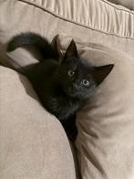 zwarte kitten, Meerdere dieren