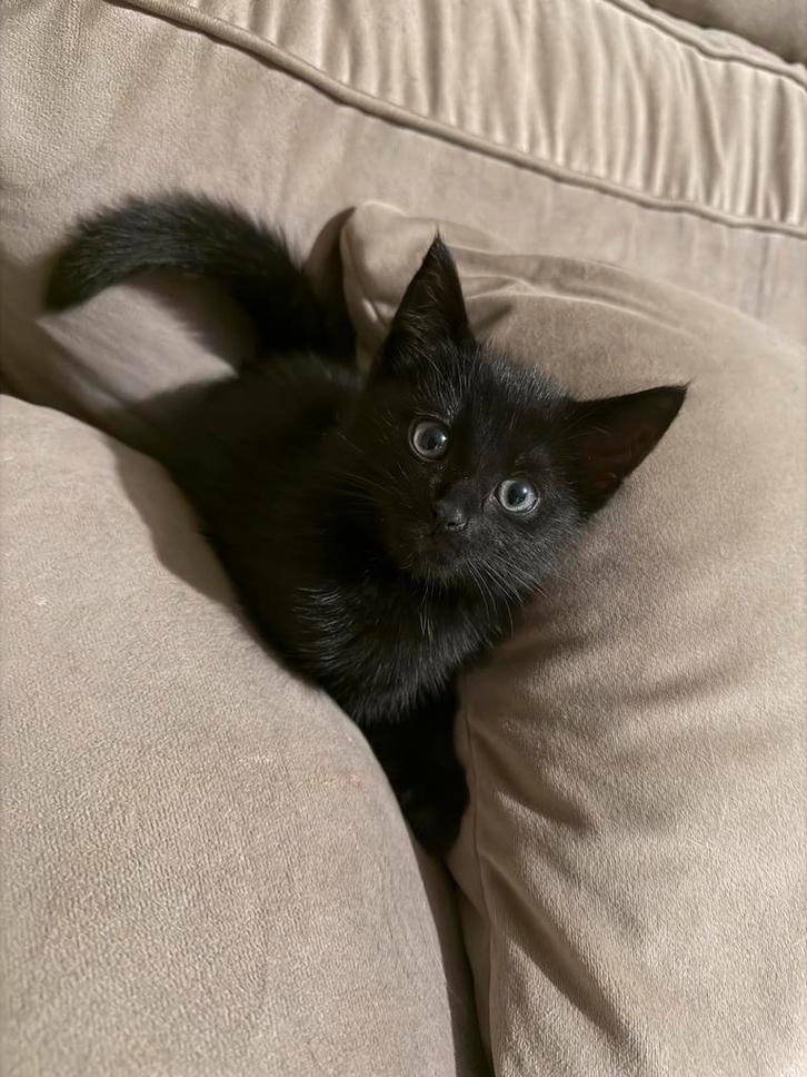 zwarte kitten, Dieren en Toebehoren, Katten en Kittens | Raskatten | Korthaar, Meerdere dieren