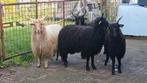 Racka dekbokken, Dieren en Toebehoren, Mannelijk, Schaap