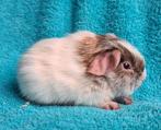 slate goud dalmatiner cavia beertje, Februari, Mannelijk, Cavia