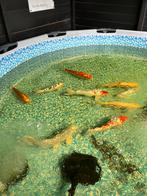 Koi karpers, Dieren en Toebehoren, Vissen | Vijvervissen, Karper of Koi