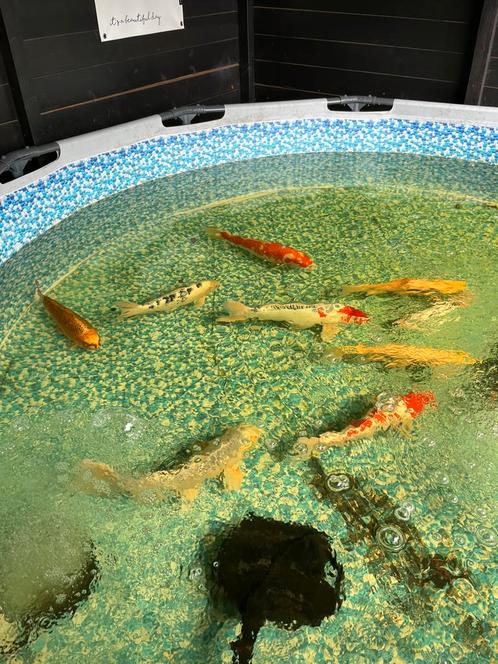 Koi karpers, Dieren en Toebehoren, Vissen | Vijvervissen, Karper of Koi
