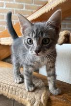 Super lieve toyger kruising kittens, Dieren en Toebehoren, Meerdere dieren, 0 tot 2 jaar