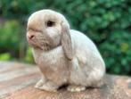 Prachtige lieve jong volwassen raszuiver Minilop voedster, Dieren en Toebehoren, Konijnen, Vrouwelijk, Klein, Hangoor, 0 tot 2 jaar