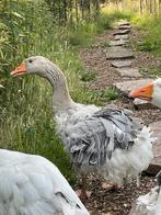 Sebastepol / krulveer gent gans ganzen, Mannelijk, Gans of Zwaan