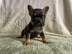 Franse bulldog pups uit geteste ouders, Dieren en Toebehoren, 8 tot 15 weken, Meerdere, Meerdere dieren, Nederland