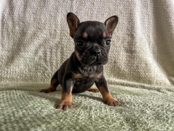 Franse bulldog pups uit geteste ouders, Dieren en Toebehoren, Honden | Bulldogs, Pinschers en Molossers, Meerdere dieren, Bulldog