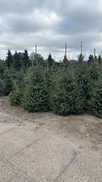 30 picea omorika kerstbomen partij, Tuin en Terras, Ophalen of Verzenden, Zomer, Volle zon, Overige soorten