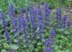 heeft iemand nog planten potjes?, Ophalen, Overige soorten, Minder dan 100 cm