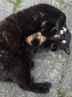 Gouden mandje gezocht voor 2 poezen zusjes, Poes, Kortharig, 3 tot 5 jaar
