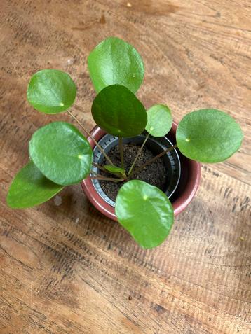 Pannenkoekplant - Pilea Peperomioides beschikbaar voor biedingen