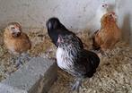 Grubbe baardkrielen, Dieren en Toebehoren, Pluimvee, Meerdere dieren, Kip