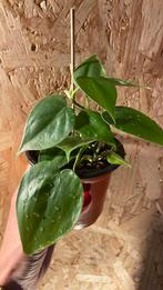 Philodendron Scandens Heartleaf plantje, Ophalen of Verzenden, Overige soorten, Halfschaduw, Minder dan 100 cm